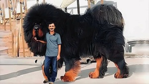 Страж тишины 